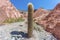 Cactus in Purmamarca, Jujuy, Argentina.