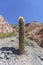 Cactus in Purmamarca, Jujuy, Argentina.