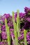 Cactus and purple bougainvillea