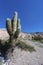 Cactus Quebrada de Humahuaca in Jujuy, Argentina