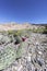 Cactus Quebrada de Humahuaca in Jujuy, Argentina