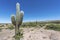 Cactus Quebrada de Humahuaca in Jujuy, Argentina.