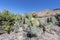 Cactus Quebrada de Humahuaca in Jujuy, Argentina.