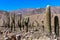 Cactus in the Quebrada de la Humahuaca, Argentina