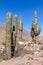 Cactus in the Quebrada de la Humahuaca, Argentina