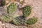 Cactus in the Quebrada de la Humahuaca, Argentina