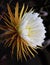 Cactus queen of the night. Night-blooming cereus Latin name Selenicereus grandiflorus