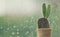 Cactus on a rainy day with water drop at window background.