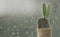 Cactus on rainy day window background