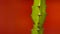 Cactus on red background