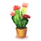 Cactus with red flower, succulent in pod, tropical blossom cactus species, flowering green house plant, flowers design