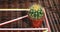 Cactus in a red flowerpot and drink sticks on a fancy wicker background. Flowering cactus in a bright vegetable composition as