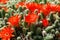 Cactus red flowers