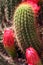 Cactus With Red Flowers