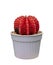 Cactus red Gymnocalycium variegated in pot isolated on the white background