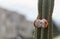 Cactus red open fruit on plant