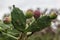 Cactus in Rio Grande do Sul Brazil