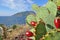 Cactus with ripe fruits on a background of Ayu-Dag mountain ,Crimea