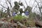 Cactus, Rock and, Blue Bonnets