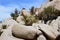 Cactus and Rocks in Desert Landscape in Joshua Tree National Park, California