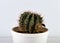 Cactus round in a pot