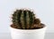 Cactus round in a pot