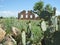 Cactus and ruins in Texas