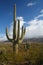 Cactus in Saguaro National Park