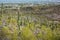 Cactus and Saguaro at Tumamoc Hill, Tucson, Arizona