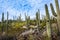 Cactus and Saguaro at Tumamoc Hill, Tucson, Arizona