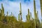 Cactus and Saguaro at Tumamoc Hill, Tucson, Arizona