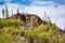 Cactus and Saguaro at Tumamoc Hill, Tucson, Arizona