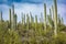 Cactus and Saguaro at Tumamoc Hill, Tucson, Arizona