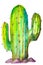 Cactus saguaro on a white background.