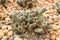 cactus in sand and stone, echinopsis chamaecereus