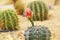 cactus in sand and stone, gymnocalycium baldianum