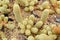 cactus in sand and stone, mammillaria elongata