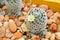 cactus in sand and stone, mammillaria schiedeana