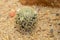 cactus in sand and stone, mammillaria schiedeana
