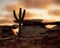 Cactus on sandstone rock formation at sunset.