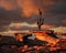 Cactus on sandstone rock formation at sunset.