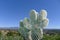 Cactus and Santiago Peak