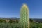 Cactus and Santiago Peak