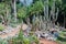 Cactus section of botanical garden in Rio de Janeiro