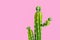 Cactus on a separate pink background