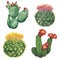 Cactus set