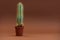 Cactus in shape of male genital organ. Sexually transmitted diseases concept