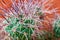 Cactus. Sharp, long, thick spines cactus Tephrocactus closeup.