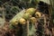 Cactus shrub bears fruit in the desert