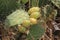 Cactus shrub bears fruit in the desert